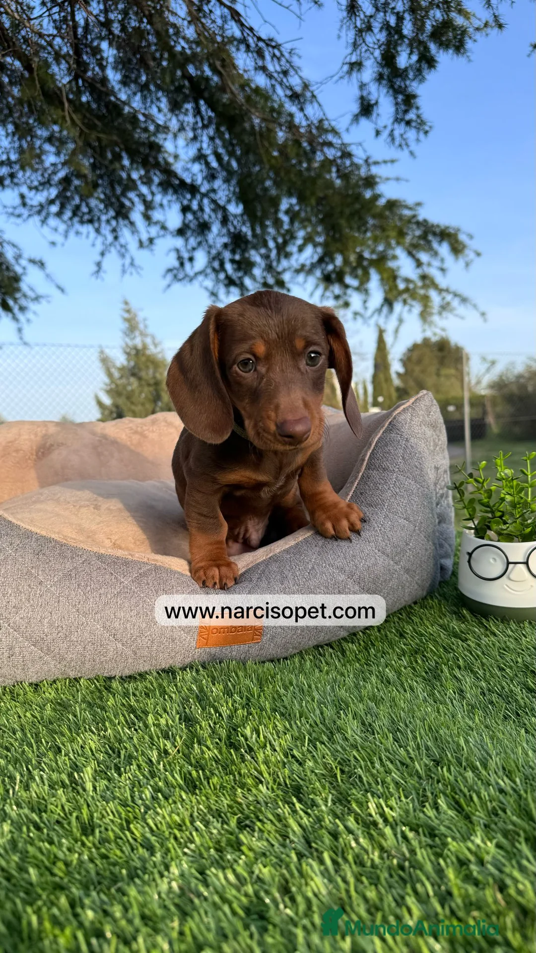 Teckel Miniatura perros en venta: TECKEL EXCELENTE LINEA - Anuncio 1