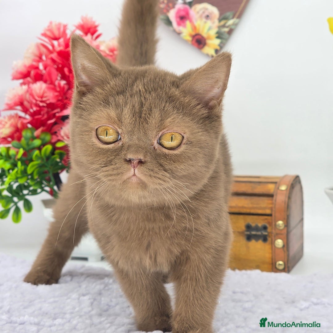 Británico de Pelo Largo gatos en venta: british long hair puppies - Anuncio 1