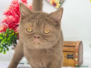 Británico de Pelo Largo gatos british long hair puppies - Anuncio 1