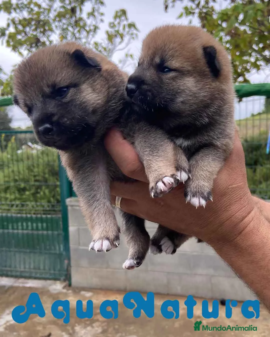 Shiba Inu perros en venta: Camada Shiba Inu de Marina y Simbad - AQUANATURA en Barcelona - Anuncio 7