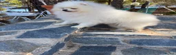 Pomerania perros en venta: Pomerania toy hembras disponibles  - Anuncio 8