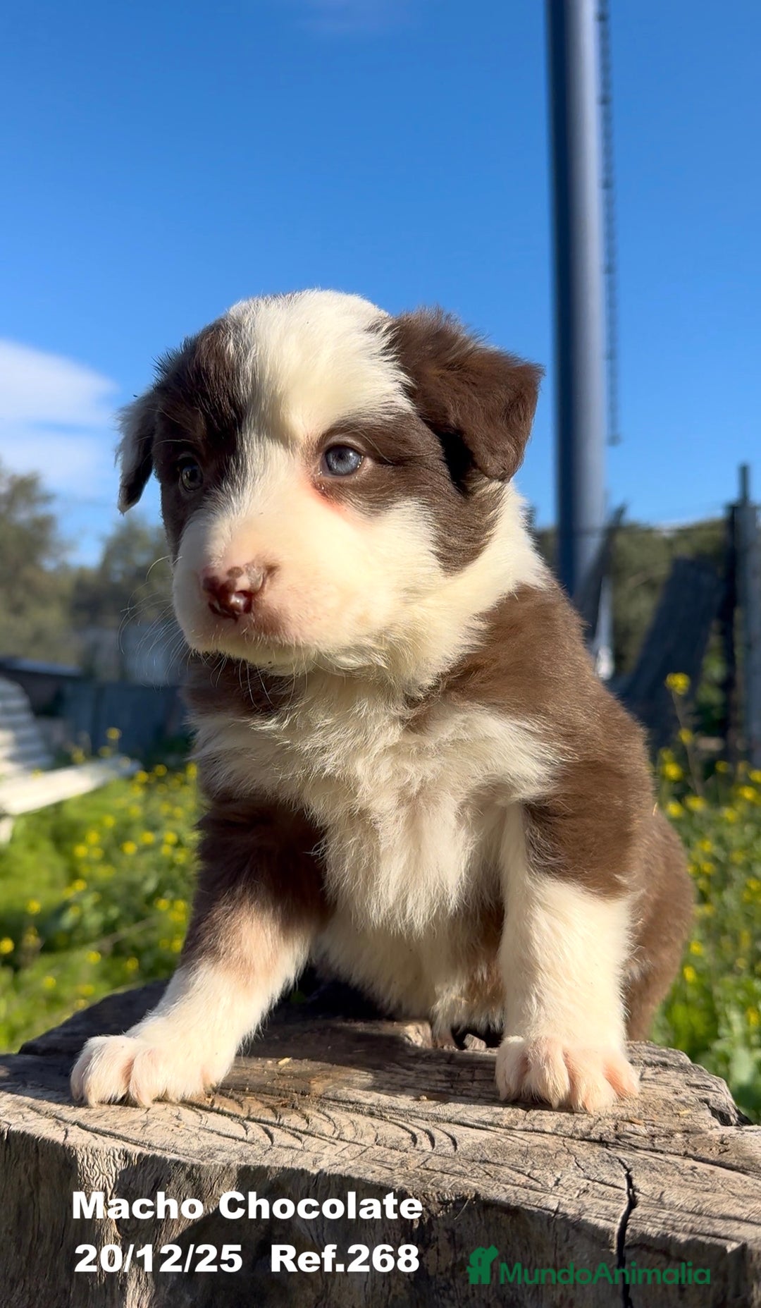 Border Collie perros en venta: BORDER COLLIE DE VILLA BIZNAGA - Anuncio 8