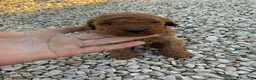 Caniche Toy perros en venta: Machos y hembras de caniche toy rojo - Anuncio 2