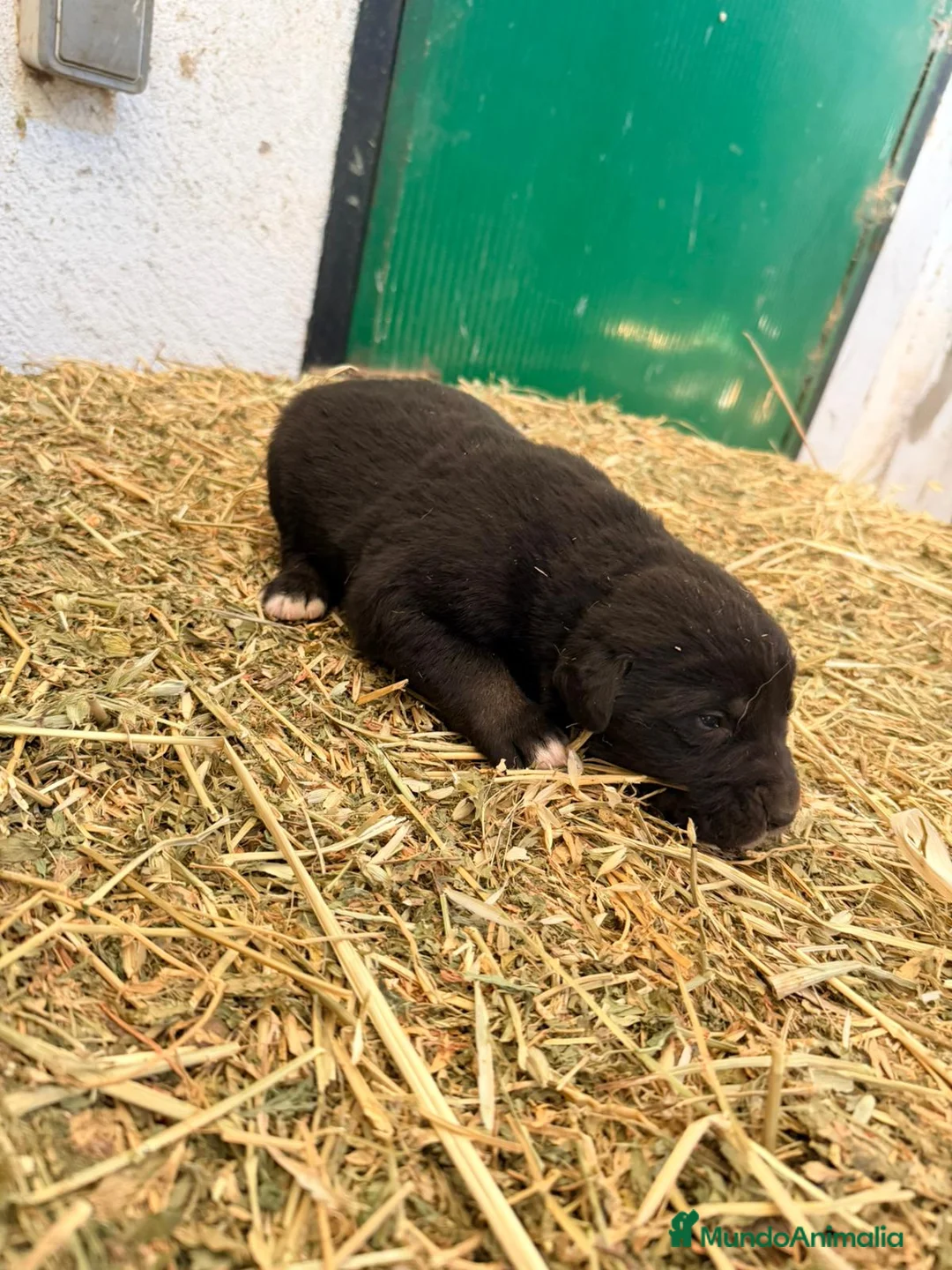 Raza Mixta perros en venta: Mestizo de mastín x Cáucaso  - Anuncio 28