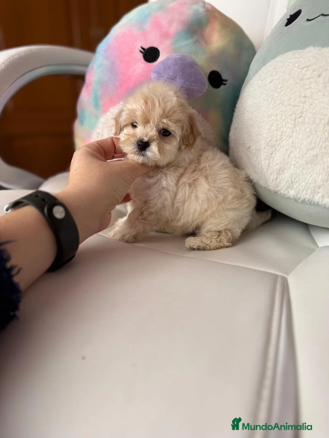 Maltipoo perros en venta: Maltipoo líneas asiáticas macho disponible!!! - Anuncio 1