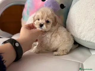 Maltipoo perros Maltipoo líneas asiáticas macho disponible!!! - Anuncio 2