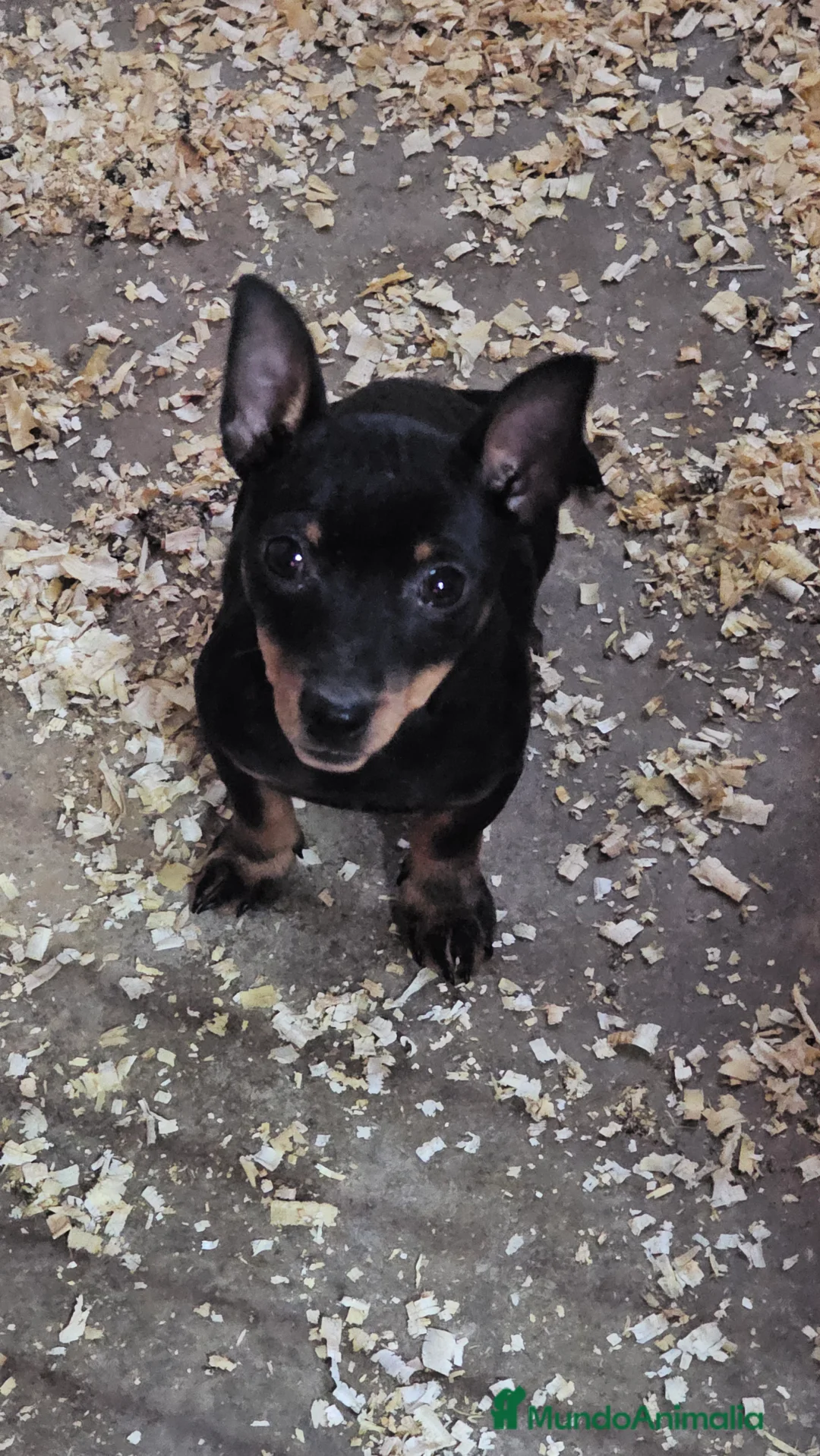 Pinscher Miniatura perros en venta: Fantásticos mini pincher  - Anuncio 1