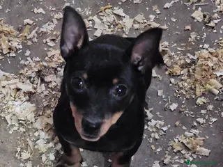 Pinscher Miniatura perros Fantásticos mini pincher - Anuncio 1