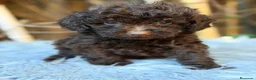 Caniche Toy perros en venta: Caniche chocolate - Anuncio 2