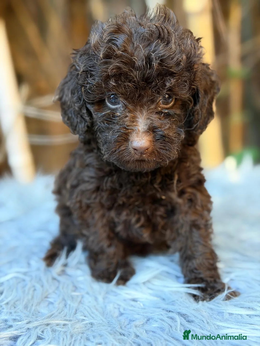 Caniche Toy perros en venta: Caniche chocolate - Anuncio 2