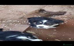 Border Collie perros en venta: Border collie  - Anuncio 2