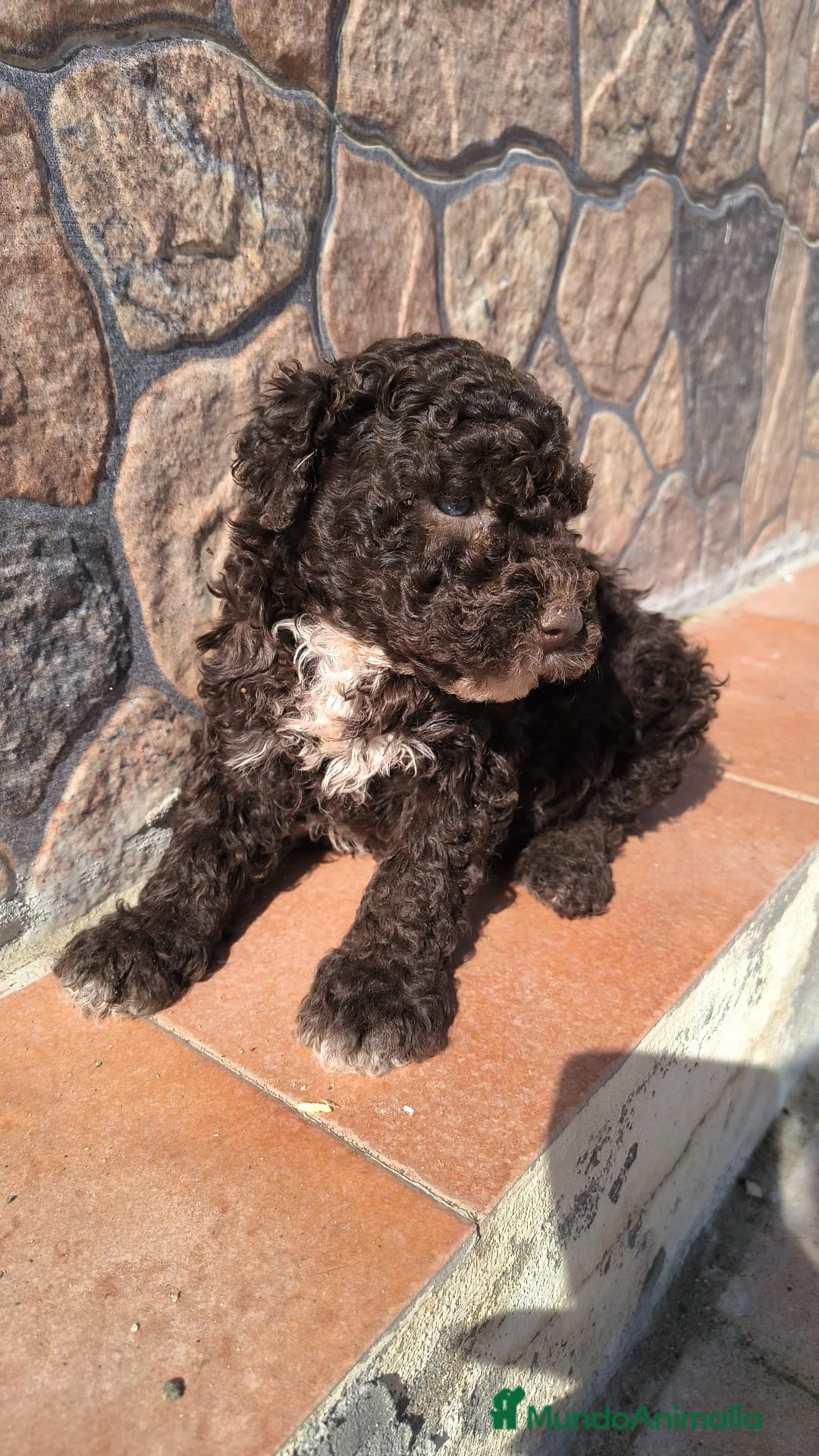 Perro de Agua Español perros en venta: Preciosos cachorros listos para entregar - Anuncio 3