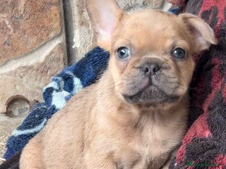 Bulldog Francés perros - Anuncio 3