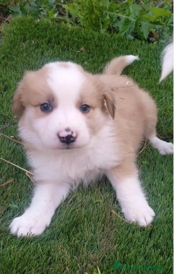 Border Collie perros Preciso border collie de belleza - Anuncio 2