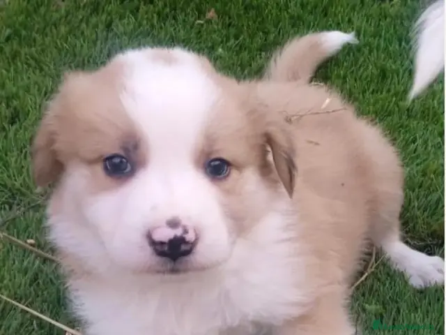 Border Collie perros Preciso border collie de belleza - Anuncio 2