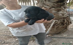 Raza Mixta perros en venta: Coockapoo  - Imagen 3