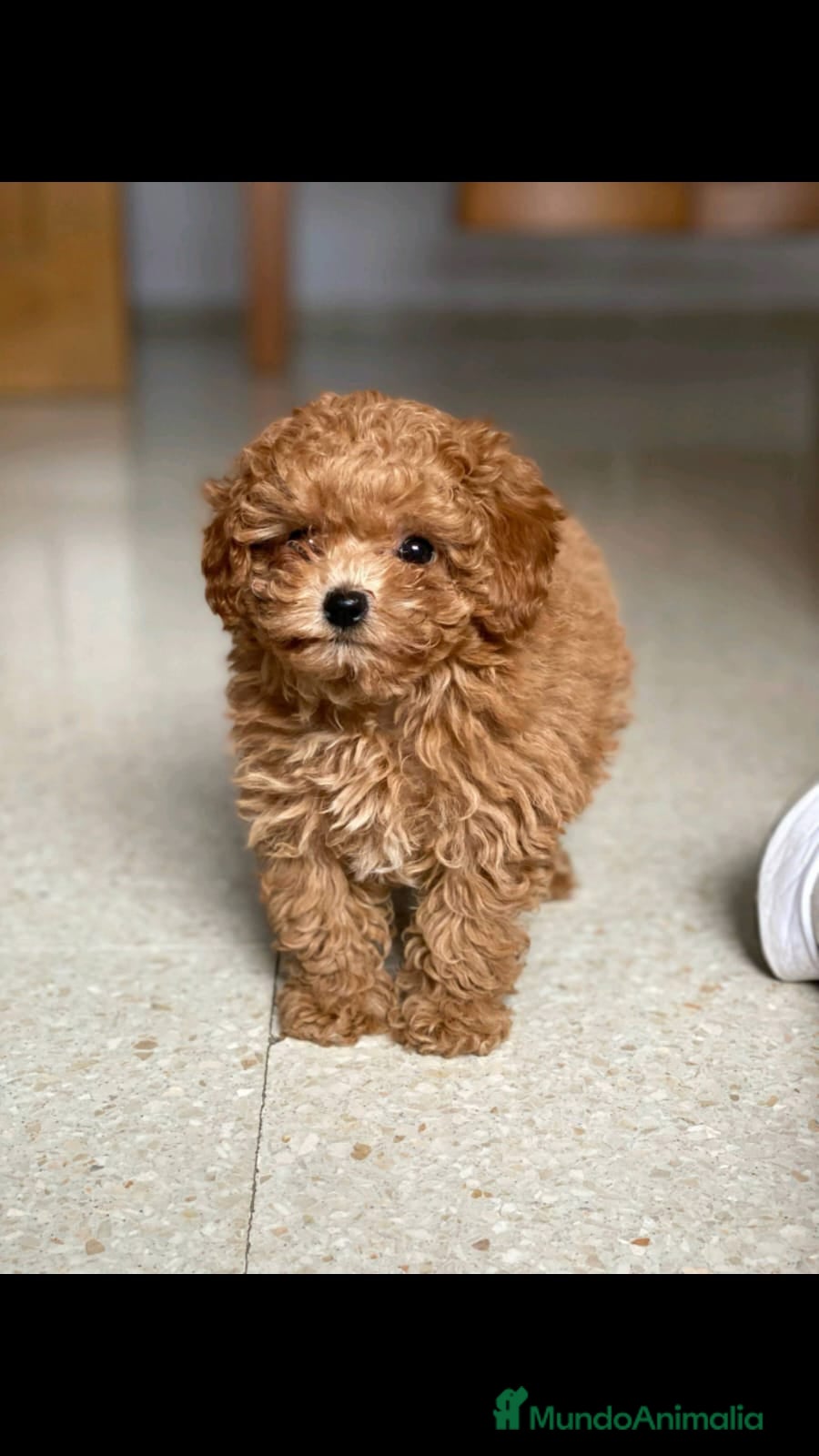 Caniche Toy perros Caniche toy en Badajoz - Anuncio 32