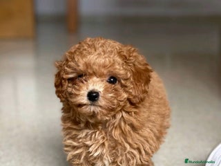 Caniche Toy perros en Badajoz - Anuncio 1