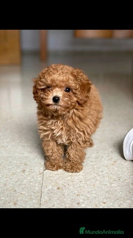 Caniche Toy perros en Badajoz - Anuncio 1