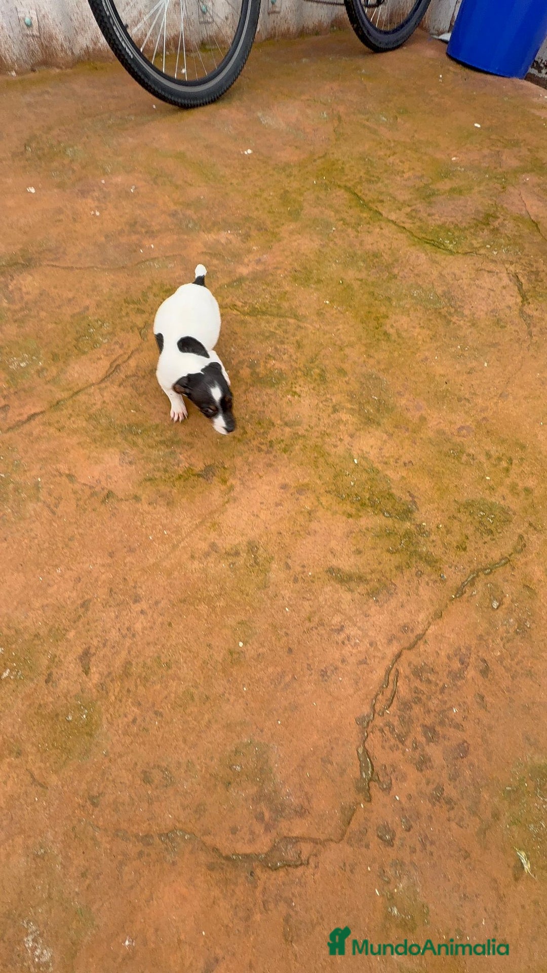 Jack Russell Terrier perros en venta: Jack Russell  - Anuncio 4