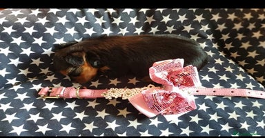 Yorkshire Terrier perros en Vizcaya - Anuncio 4