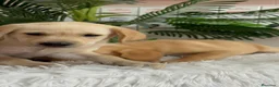 Labrador Retriever perros en venta: LABRADOR RETRIEVER  - Anuncio 4