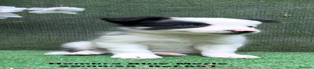 Border Collie Cachorro 3