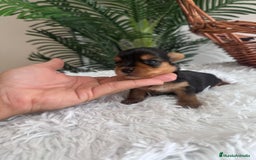 Yorkshire Terrier perros en venta: YORKSHIRE TERRIER - Imagen 10