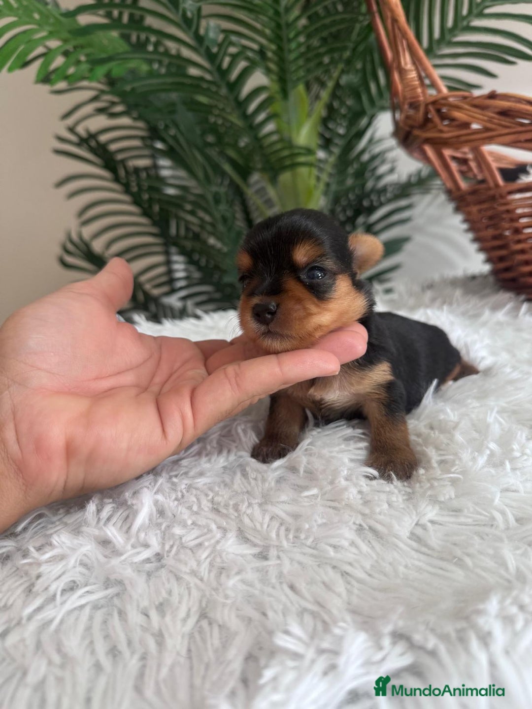 Yorkshire Terrier perros en venta: YORKSHIRE TERRIER - Imagen 10