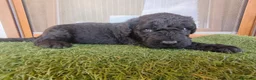 Perro de Agua Español perros en venta: Cachorros perro de agua - Anuncio 8