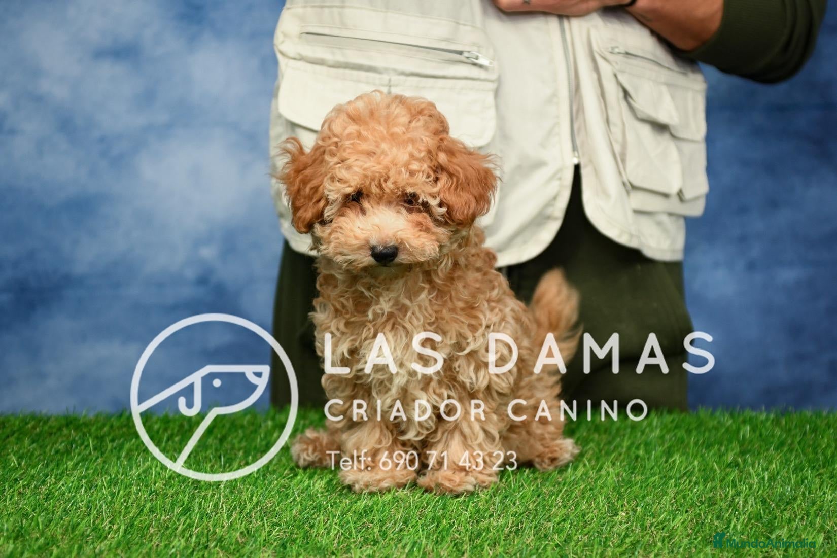 Caniche Enano perros en venta: Cachorros de Caniche Enano - Anuncio 3