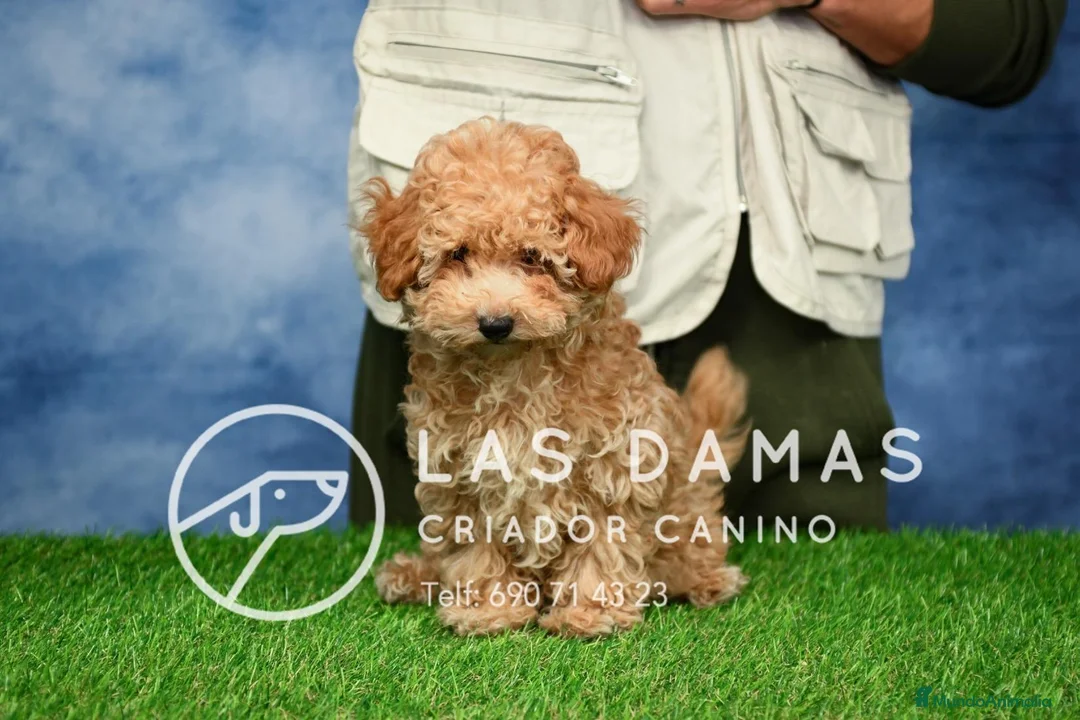 Caniche Enano perros en venta: Cachorros de Caniche Enano - Anuncio 2