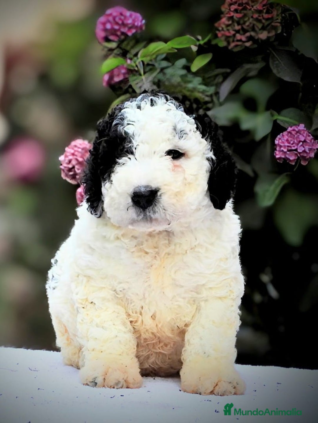 Perro de Agua Español perros en venta: Preciosa camada de perro de agua español - Imagen 1