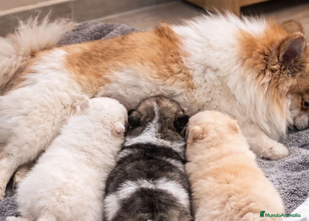 Pomerania perros en venta: Pomerania Toy – machos y hembras disponibles - Anuncio 2