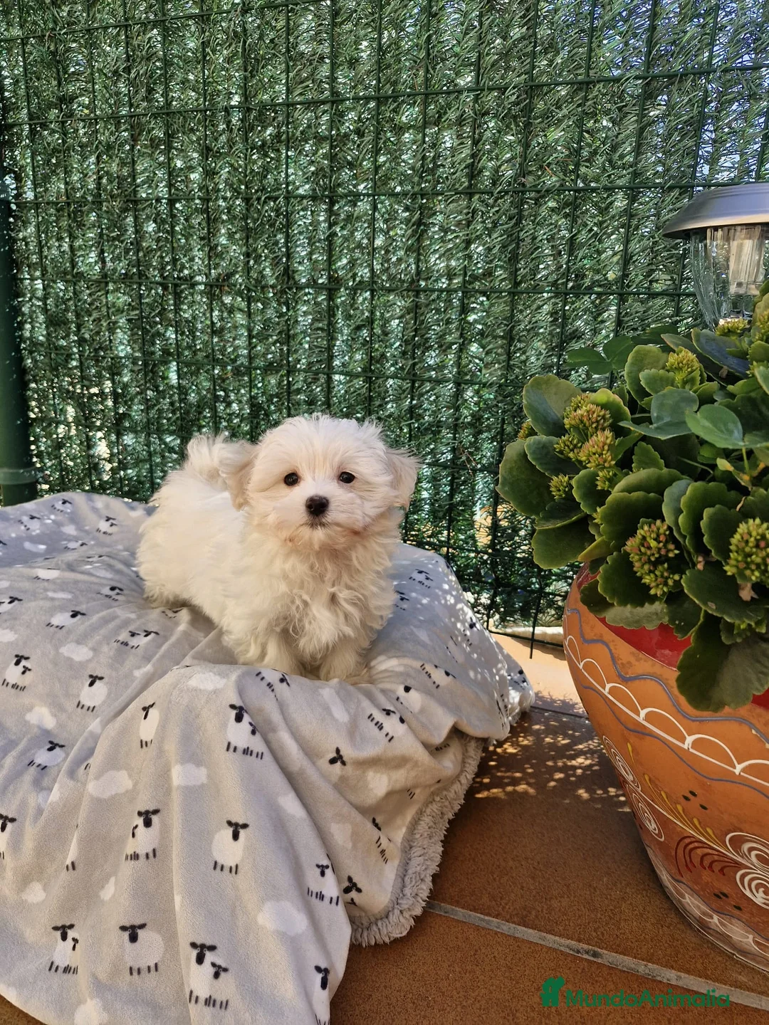 Bichón Maltés perros en venta: Bichón Maltés  en Barcelona - Anuncio 3