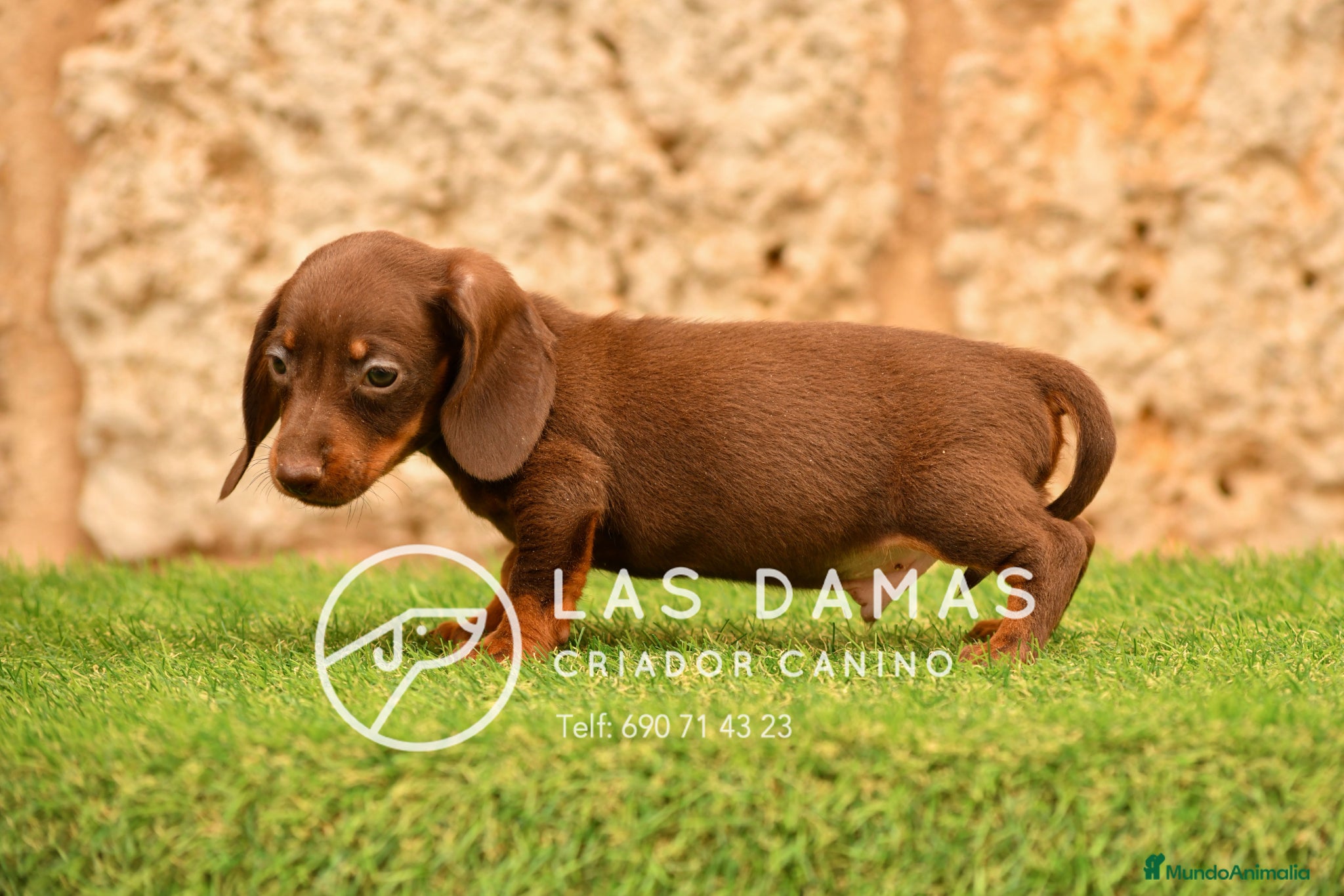 Teckel perros en venta: Teckel próxima camada.  - Anuncio 3