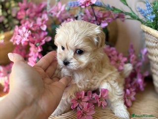 Maltipoo perros - Anuncio 2