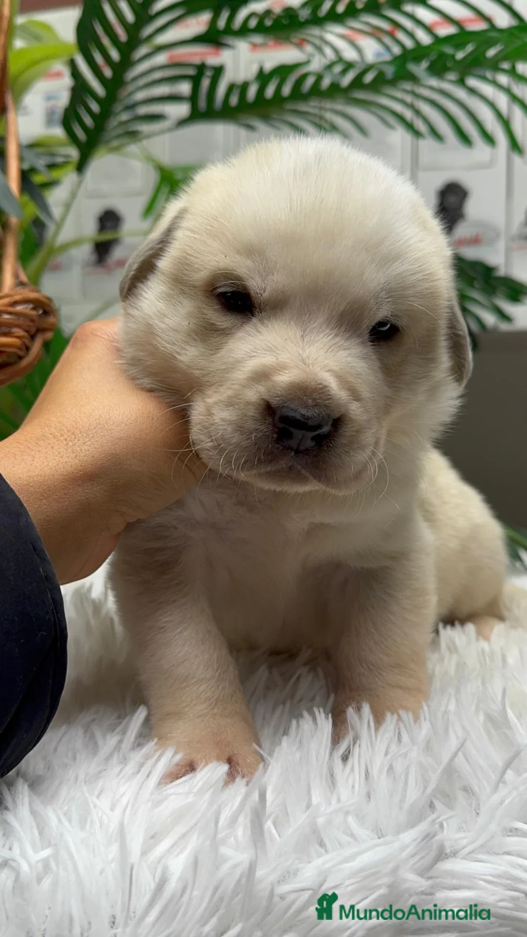 Mastín Español perros en venta: MASTIN ESPAÑOL - Anuncio 21