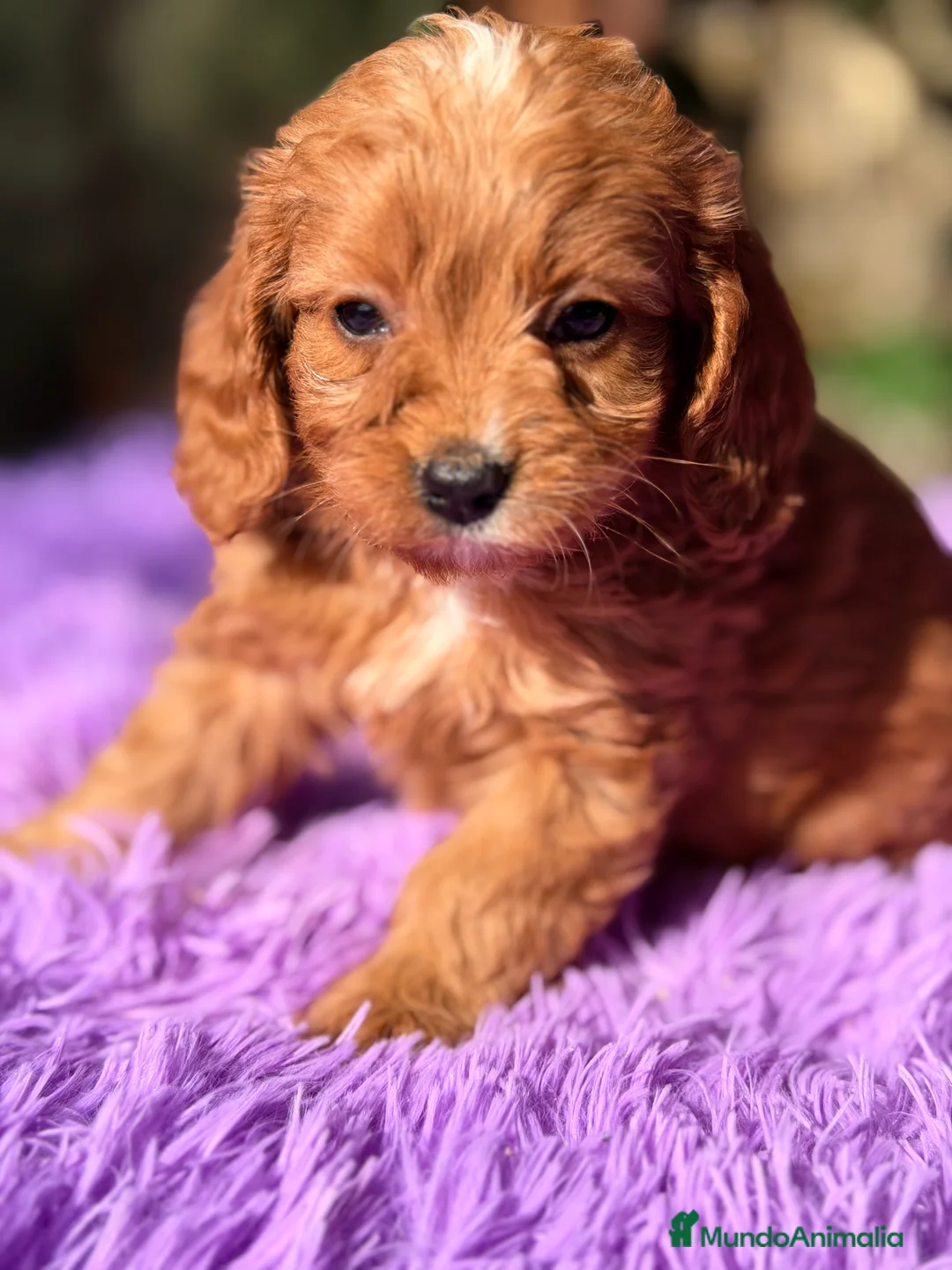 Cavapoo perros en venta: Cavapoo roja  - Anuncio 3