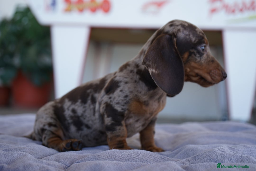 Teckel perros en venta: 🐾 Teckel miniatura – Curry Merlé chocolate 🍫 - Imagen 10