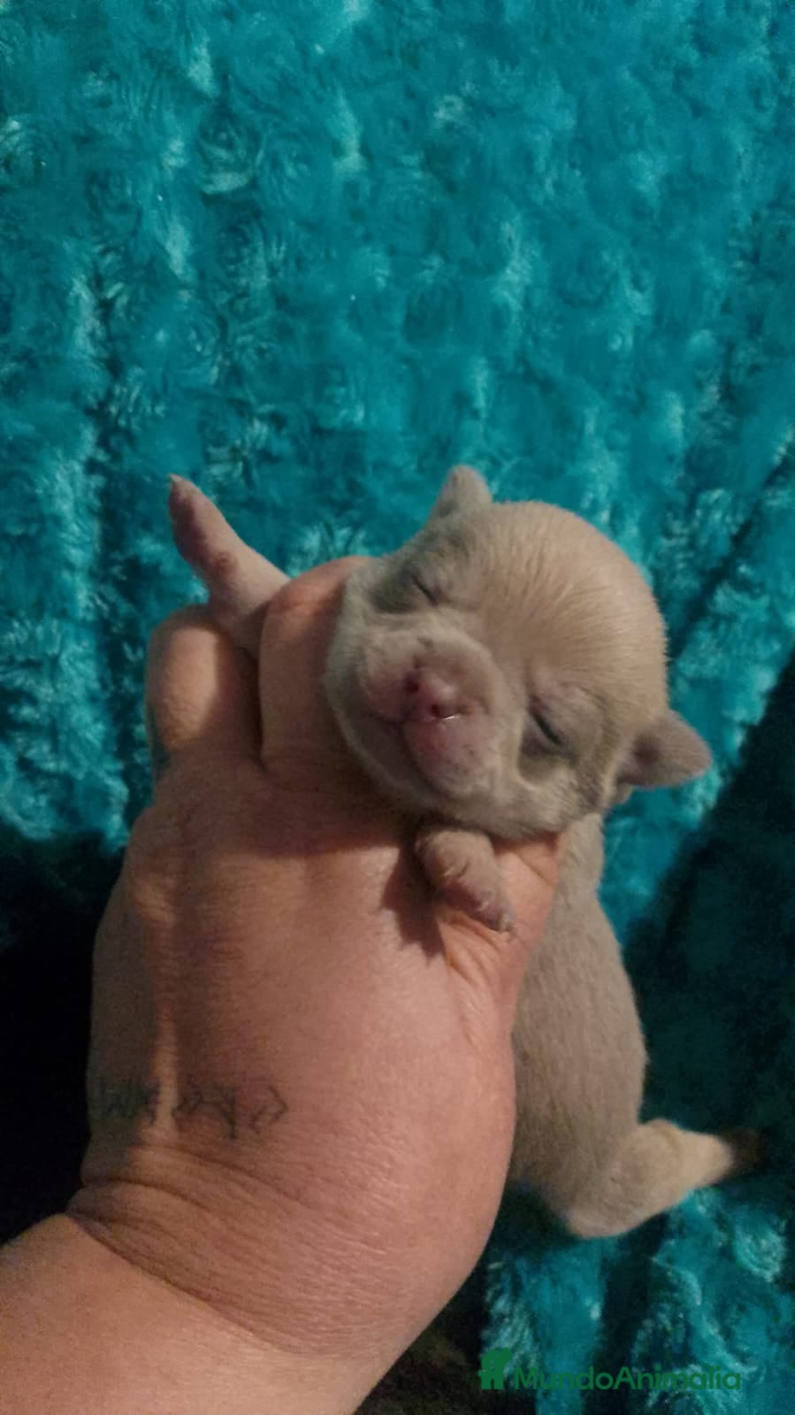 Chihuahua perros Cachorro de chihuahua enano  - Anuncio 2