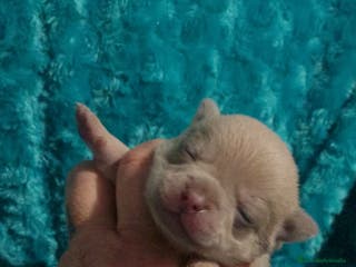 Chihuahua perros Cachorro de chihuahua enano - Anuncio 5