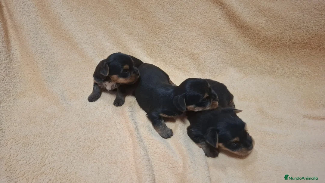 Yorkshire Terrier perros en venta: Preciosos Yorkshire toys disponibles - Anuncio 3