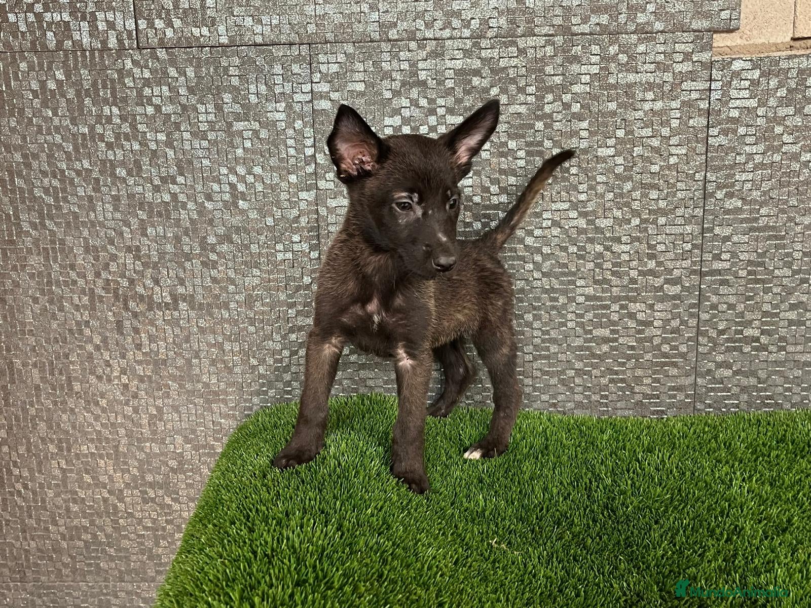 Pastor Belga Malinois perros Disponible Pastores belga Malinois  - Anuncio 30