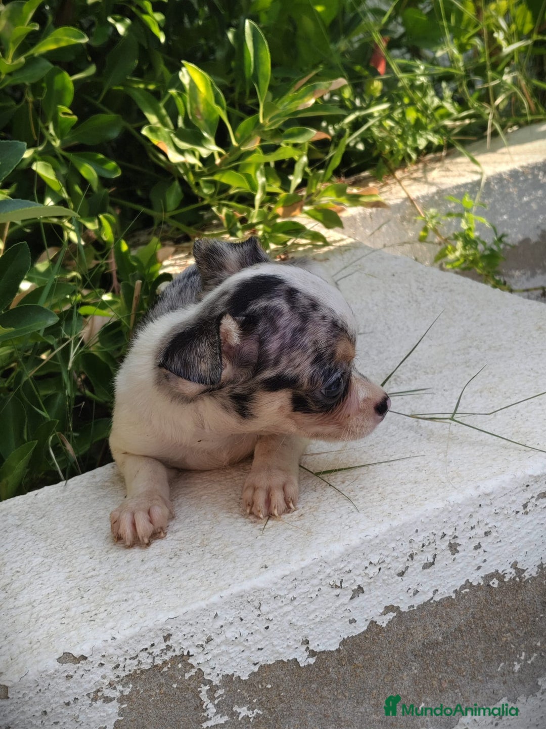 Chihuahua perros en venta: Chigugua macho arlequín  - Imagen 4