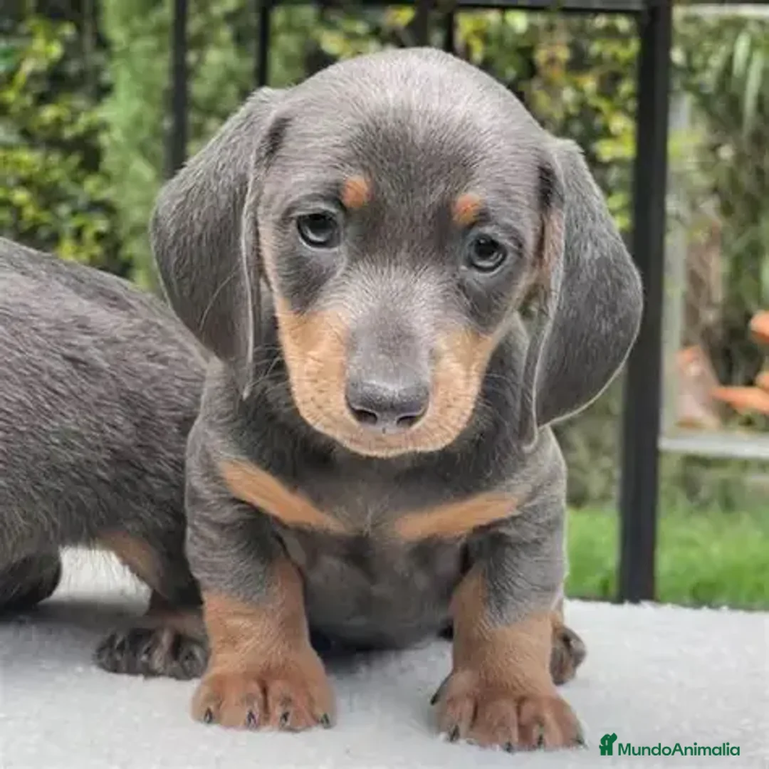 Teckel Miniatura perros en venta: CACHORRO TECKEL BLUE, ULTIMO MACHO - Anuncio 2