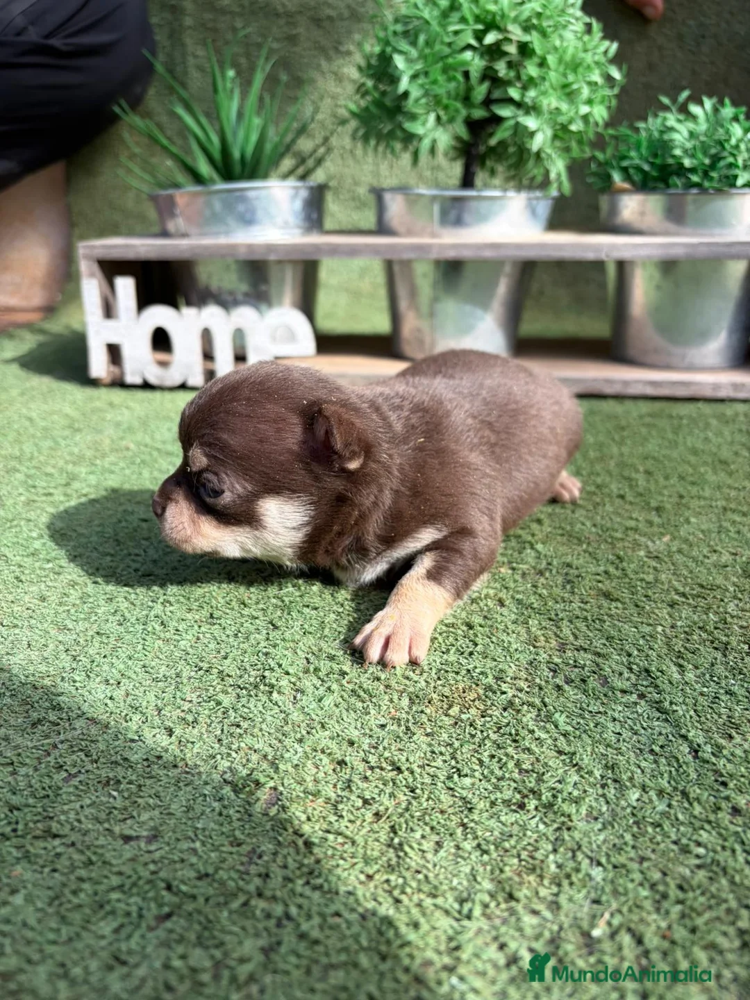 Chihuahua perros en venta: Chihuahua  - Anuncio 3