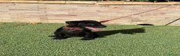 Jack Russell Terrier perros en venta: Cachorros Patterdale terrier  - Anuncio 2