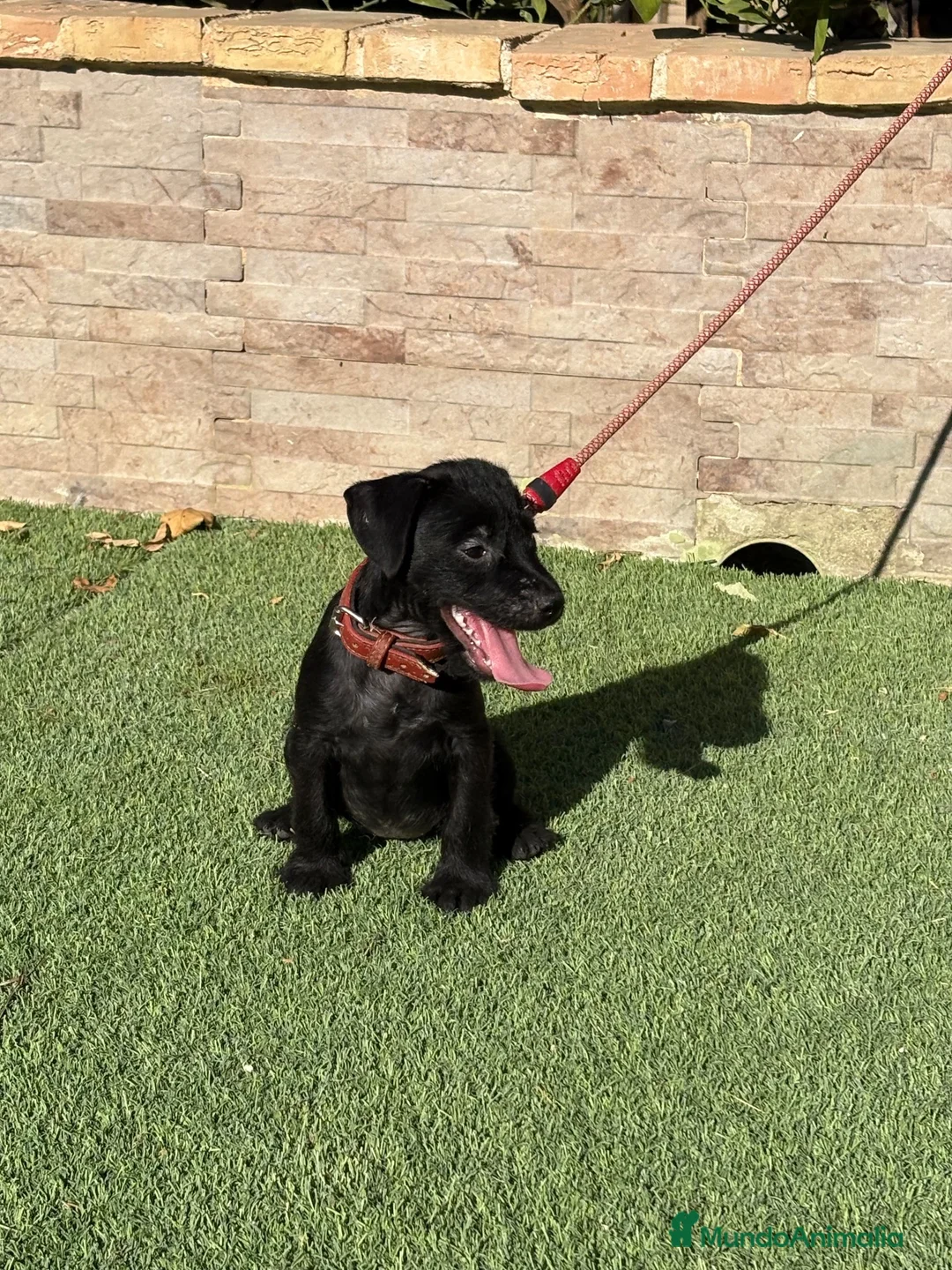 Jack Russell Terrier perros en venta: Cachorros Patterdale terrier  - Anuncio 2