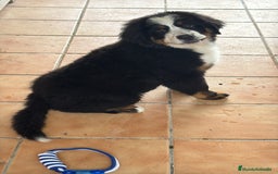 Boyero de Berna perros en venta: BOYERO DE BERNA BOYERO DE BERNA - Imagen 1